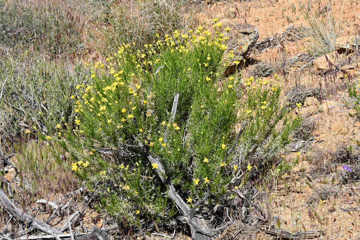 Narrowleaf Goldenbush is a perennial shrubby plant that grows up to 4 or 5 feet tall, but usually much shorter. Plants are found in AZ, CA, NV, UT at elevations up to 6,000 feet or so; habitat preferences include rocky and sandy soils, dry slopes, saltbush and creosote-bush communities. Ericameria linearifolia Narrowleaf Goldenbush is a perennial shrubby plant that grows up to 4 or 5 feet tall, but usually much shorter. Plants are found in AZ, CA, NV, UT at elevations up to 6,000 feet or so; habitat preferences include rocky and sandy soils, dry slopes, saltbush and creosote-bush communities. Ericameria linearifolia